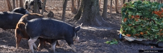 double-brook-farm-pigs2