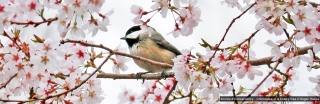 sourland-chickadee-in-cherry-tree-by-roger-thorpe