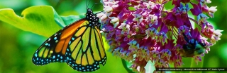 sourland-monarch-on-milkweed-by-dale-cyburt