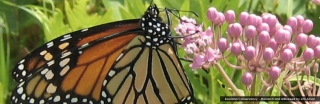 sourland-nature-monarch-and-milkweed-jim-amon