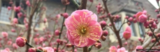 oneill-t-flowering-tree