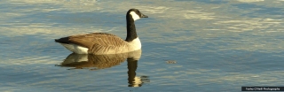 oneill-t-goose-reflection