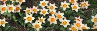 oneill-t-small-tulips